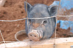 Picture of a small pig