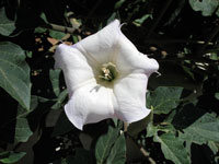 Sacred Datura