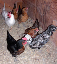 Photo of five chickens