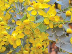 Fremont Barberry flowers