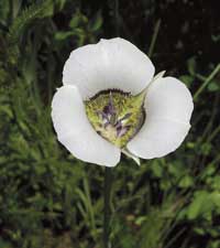 Sego Lily