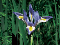 wildflower, iris