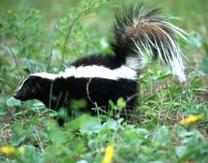 Photo of a skunk