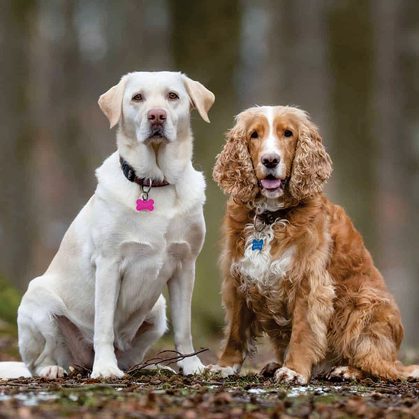Two dogs looking straight to the camera