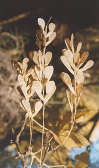 boxelder winged fruit (samara)