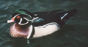 Wood Duck